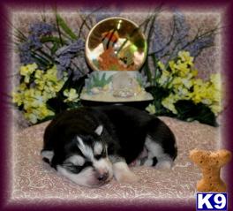 Siberian Husky Puppies for Sale